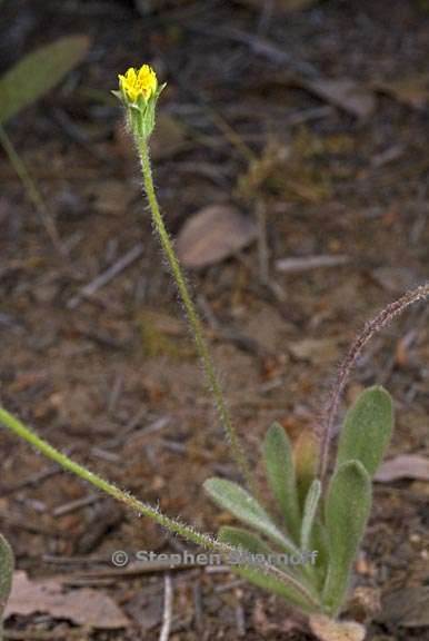 agoseris heterophylla var heterophylla 1 graphic